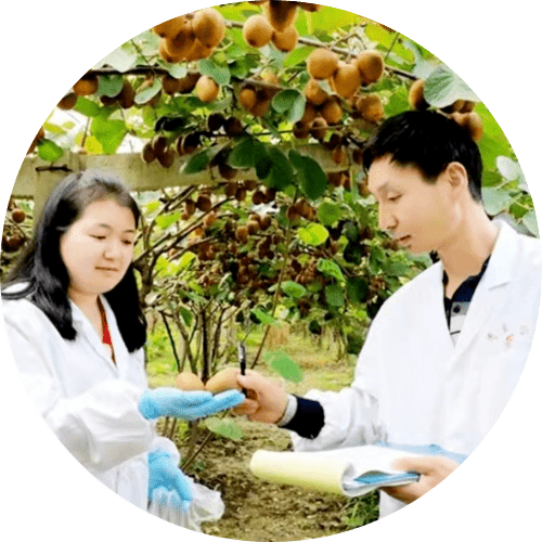 testing kiwi qifeng fruit